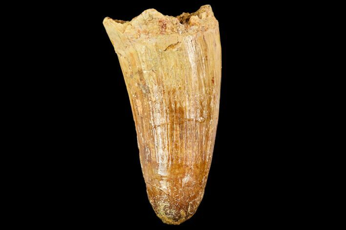 Bargain, Fossil Crocodile (Elosuchus) Tooth - Morocco #109923